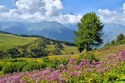 Bordeaux Wine Region